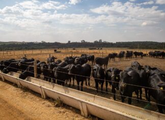 Abate de bovinos, frangos e suínos aumenta no quarto trimestre de 2022