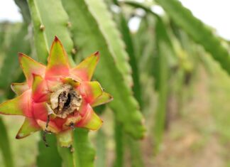 Apoio do Governo do Amazonas aos produtores pode tornar Manaus a capital nacional da pitaia