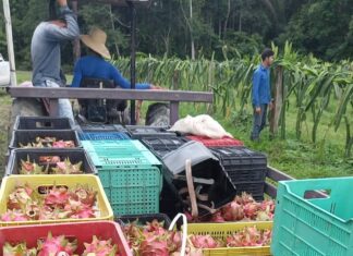 Dia de Campo da Pitaya, em Manaus, atende a uma alta demanda por informações da nova cultura