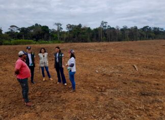 Idam inicia implantação da primeira Unidade Demonstrativa de pecuária em Presidente Figueiredo