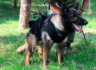 Cão farejador do México morre durante trabalhos de resgate na Turquia