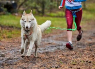 Cachorros morrem após comerem almôndegas envenenadas