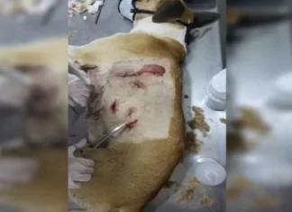 Cachorro é resgatado após ser esfaqueado diversas vezes no DF
