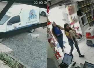 Cadela perdida anda mais de 13 km até achar pet shop onde foi adotada;vídeo