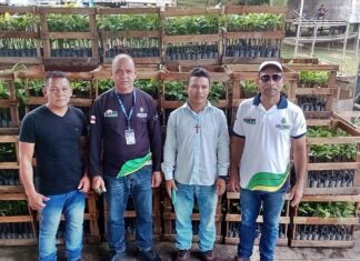 Em Jutaí, Governo do Amazonas entrega mais de 4 mil mudas de Castanha do Brasil