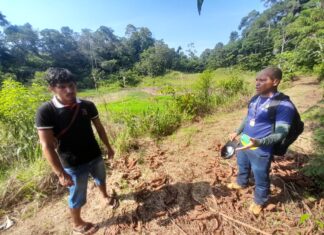 Em Benjamin Constant, Idam leva orientações para o cultivo de açaí e criação de tambaqui