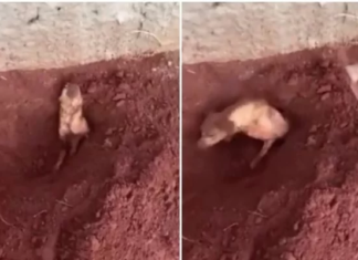 Vídeo: Idosa enterra cadela viva e acaba presa