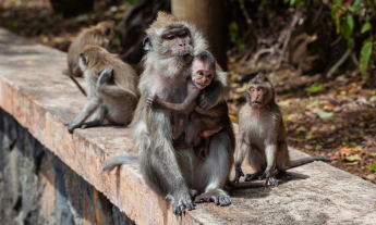 macacos-matam-bebe-345x207.jpg