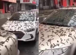 Vídeo: ‘Chuva de vermes’: veja possíveis explicações para fenômeno raro em Pequim