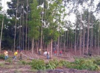 Suzano diz que MST desocupou propriedades invadidas na Bahia