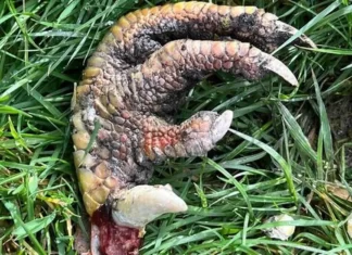 Garra misteriosa aparece em jardim em Buckley e intriga moradores