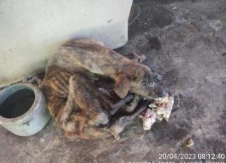 Mulher é presa em flagrante por deixar cachorro à beira da morte