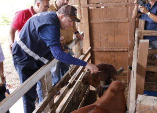 Vacinação contra febre aftosa encerra no domingo