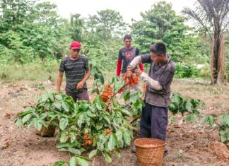 Hub de Bioeconomia Amazônica amplia rede conectando soluções da Amazônia com ecossistemas de outras regiões do Brasil e do mundo