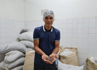 Páscoa 2023: Instituto de Desenvolvimento Agropecuário e Florestal Sustentável do Amazonas incentiva produção de cacau