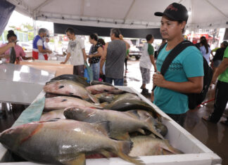 Feirão do Pescado ofereceu peixes miúdos e processados de elevados valores nutricionais