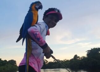 Vídeo: Arara pousa na cabeça de mulher durante pescaria: “Emocionante”