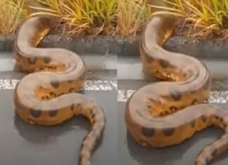 Morador filma Anaconda gigante cruzando estrada no interior do Amazonas; assista