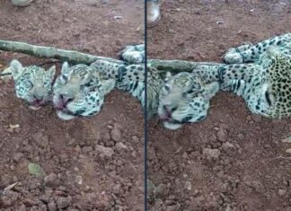 Suspeito de matar onças vai responder apenas por maus-tratos a cachorros usados na caça