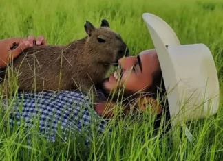 Tiktoker diz ter conseguido manter capivara Filó após multa, e comemora