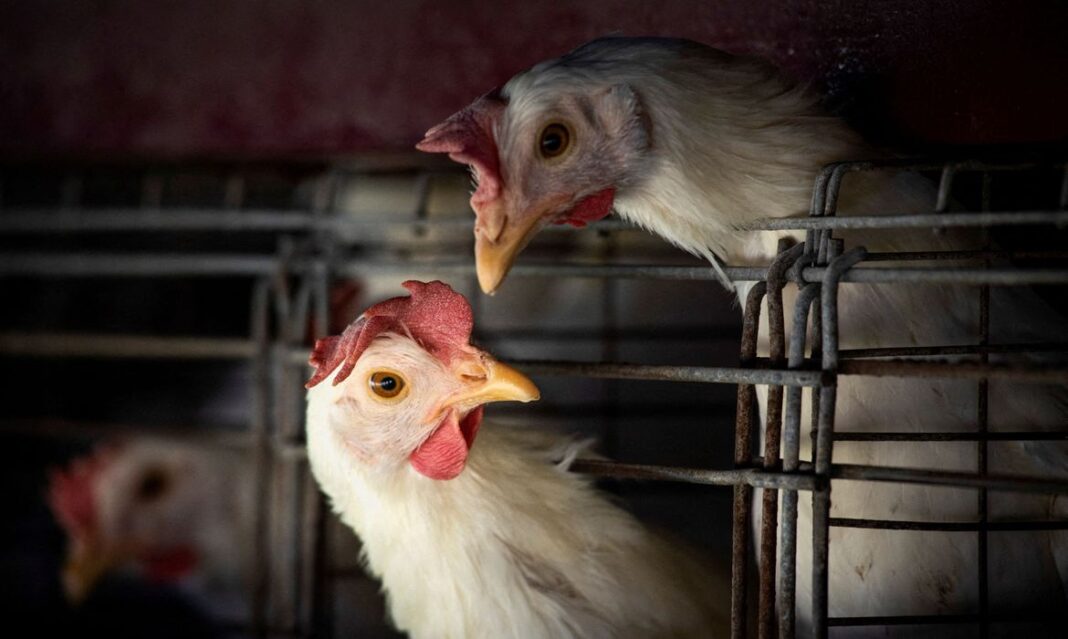 2023-03-31t210202z_817621184_rc2lgz9r4ai9_rtrmadp_3_health-birdflu-argentina.jpg