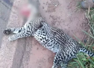 Jaguatirica é atropelada e morre na BR-060