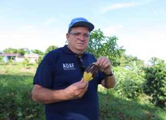Adaf e Mapa contam com apoio da Marinha e Exército no combate à praga monilíase no Alto Solimões