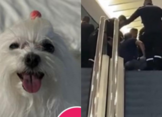 Mica, cadelinha que teve pata esmagada por escada rolante está bem, tranquiliza família