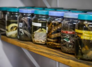 Com apoio do Governo do Amazonas, estudo analisa perfil clínico inflamatório de pacientes envenenados por picada de cobra