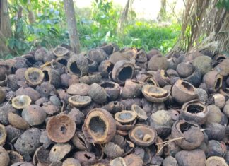 Com apoio do Governo do Estado, pesquisa monitora castanhais em Tefé