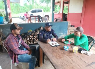 Adaf intensifica ações de contenção e erradicação da monilíase do cacau e do cupuaçu