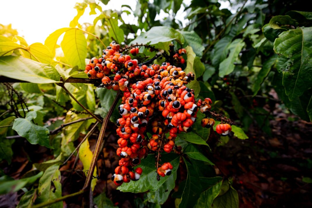 FUnATI FOTO GUARANÁ