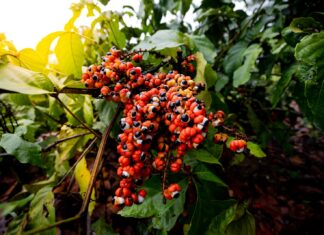 Pesquisa científica sobre nanotecnologia e frutos amazônicos apoiada pela FUnATI é publicada em periódico internacional