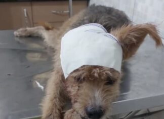 Vídeo: mulher tentar matar cachorrinha a facadas em Manaus