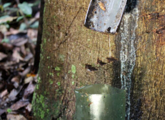 Indígenas Apurinã da Aldeia Trevo, em Tapauá, garantem renda com venda de óleo de copaíba