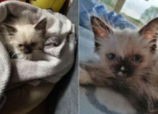 Policial e namorado são presos após venderem gatos doentes