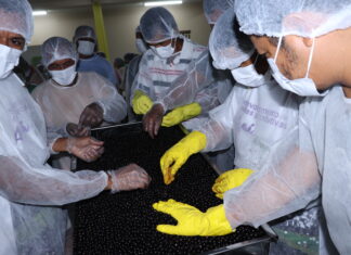 Em Alvarães, Governo do Estado capacita 40 batedores de açaí em boas práticas de manipulação do fruto
