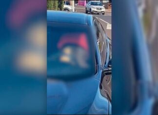 Casal do Civicão’ é flagrado ‘sapecando’ dentro do carro e pode responder por ato obsceno; vídeo