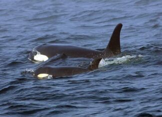 Orcas afundam barcos na Europa e podem estar ensinando outras a fazer o mesmo, diz site