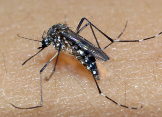 Cientistas explicam como prevenir picadas de mosquito