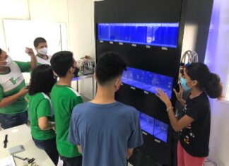 Acará-bandeira é adaptado para aquaponia ornamental em ambiente fechado, em pesquisa apoiada pelo Governo do Amazonas