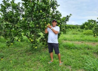 Dia do citricultor: Idam homenageia aos agricultores que se dedicam a produção de citros