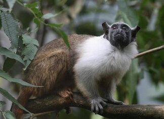 Amazonas Energia promove Semana do Meio Ambiente com ações de conscientização e preservação