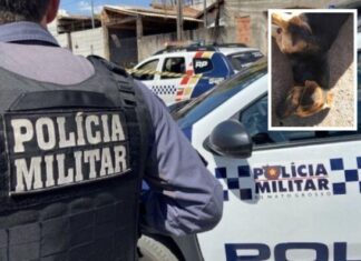 Médico veterinário enforca e espanca cachorro a pauladas