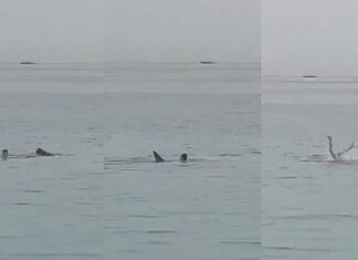 Tubarão que devorou russo no Egito será exposto em museu após ser morto