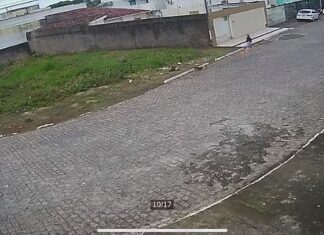 Focinheira em cães agressivos e responsabilização de tutor: após ataque, advogada debate leis