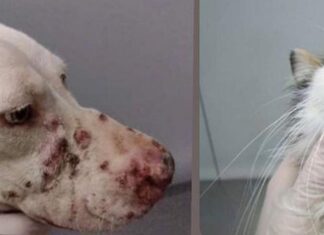 Secretaria Extraordinária do Bem Estar Animal faz alerta sobre Esporotricose