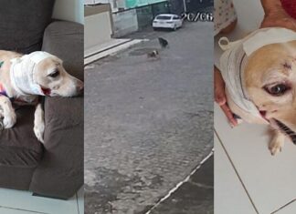 Polícia tenta localizar tutor de pitbull que atacou cadela e mulher