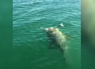 Vídeo: pescadores flagram tubarão sendo engolido por garoupa, na Flórida