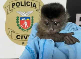 Tráfico na rede: criminosos vendem espécies ameaçadas de extinção em grupos on-line